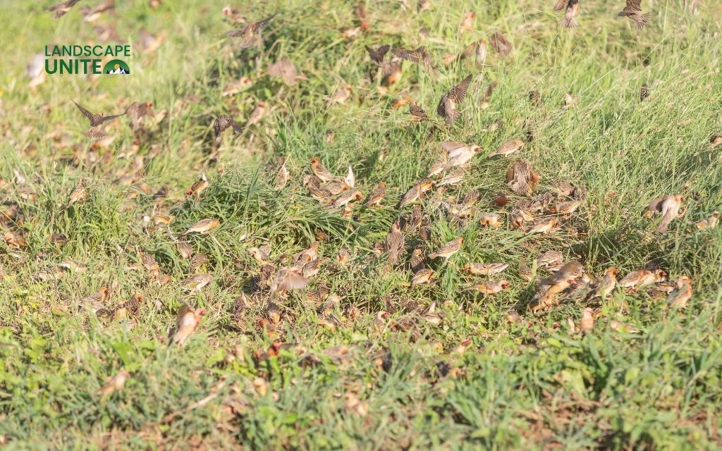 Beyond Repellent: Smart Ways to Deter Birds From Your Grass Seed