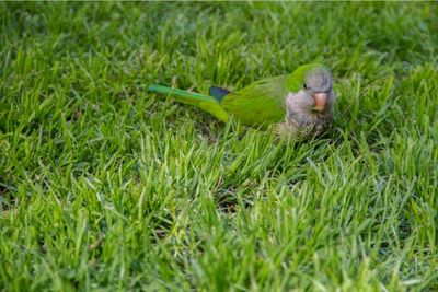 Protect Your New Lawn: Quick & Effective Bird Deterrents for Seed