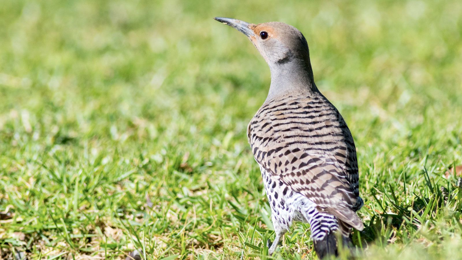 Stop Birds Eating Grass Seed: Essential Tips for a Flawless Lawn